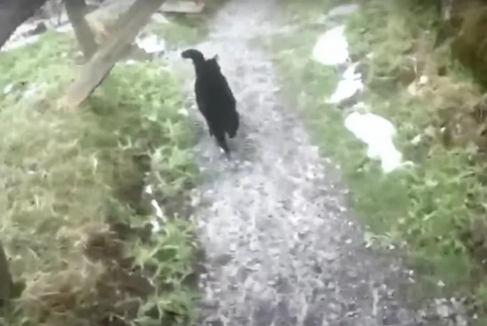 This cat that he initially spotted wandering through that empty village, approached him and eventually lead him back down to safety