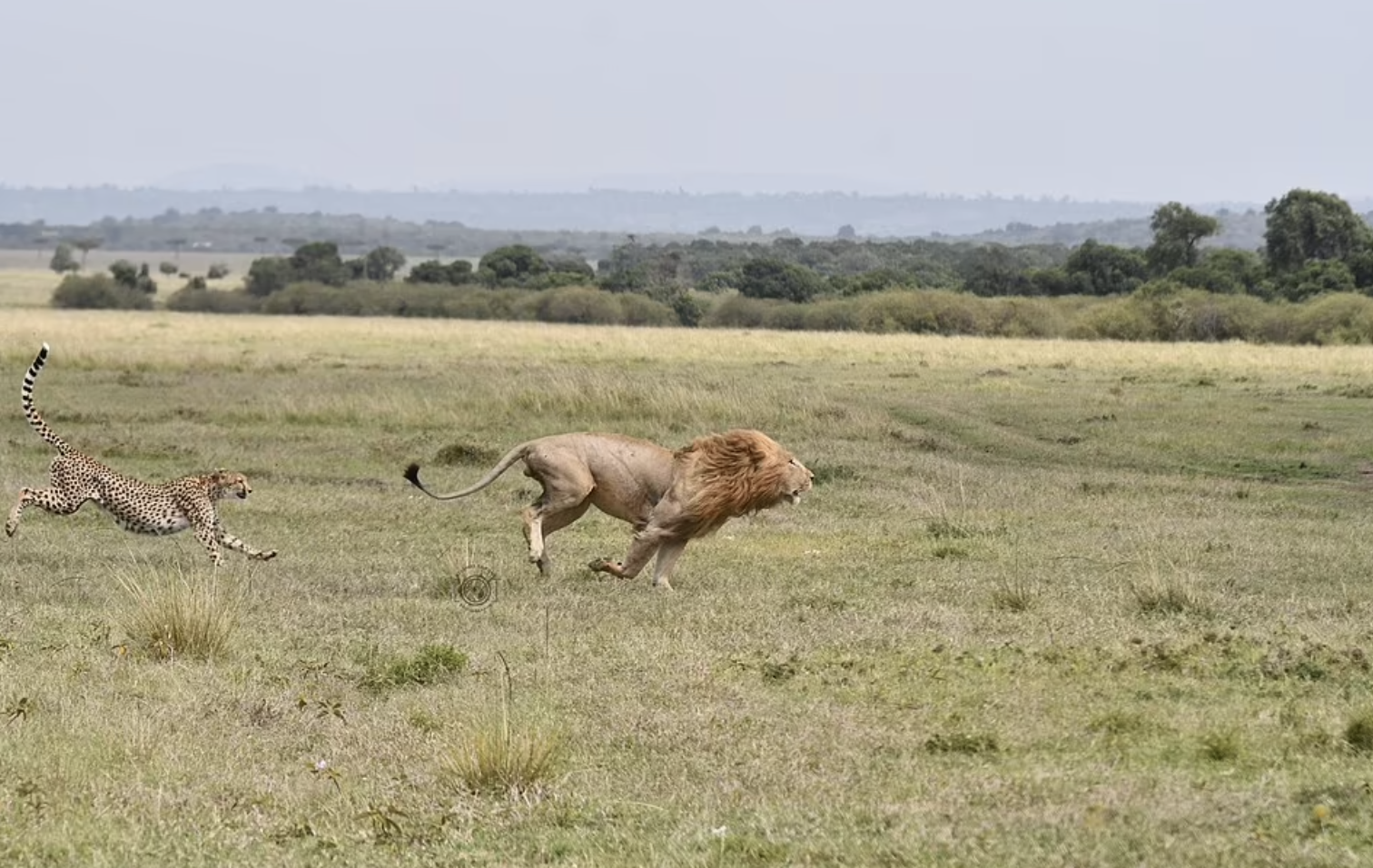 The mother knew she had to protect her cubs no matter what; she turned to face the lion and let out a fierce growl. Surprised by her bravery, the lion stopped and backed off.