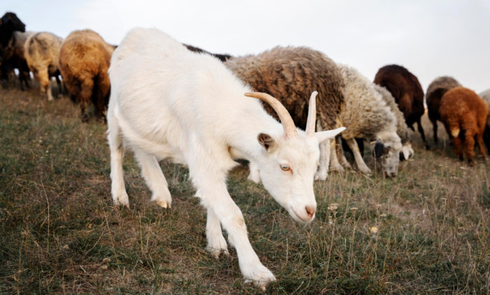 Sheep and goat in farm shelter, showing hoof care and feeding setup