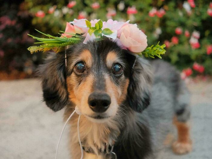 "My Dachshund Turned 15 Today, So Here She Is In Her Quinceañera Flower Crown"
