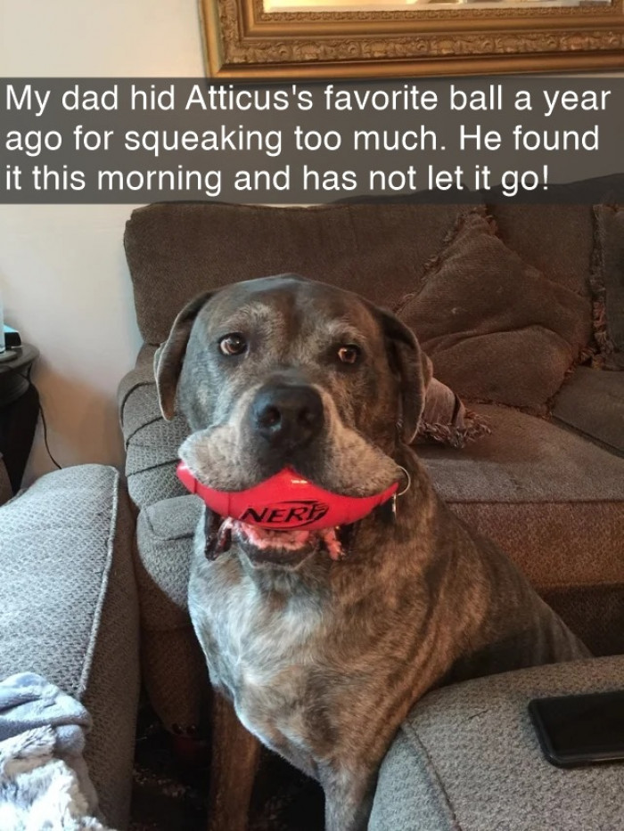 27. Atticus is not going to trust any of them with his ball now