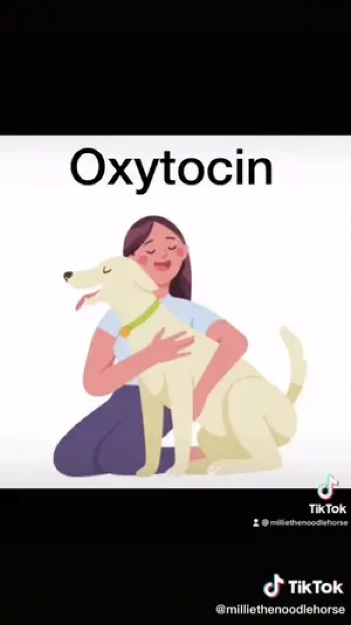 Eye contact is a significant way for dogs to feel the love hormone...