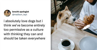 Twitter Users Argue Passionately On The Topic “How Dog-Friendly Should Public Places Be?”