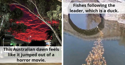 Online Group Records Things That Are Out Of This World, And Here Are 51 Of The Most Interesting Ones