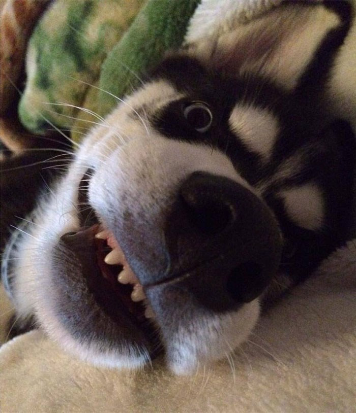 This pup is clearly plotting world domination, one chewed shoe at a time!