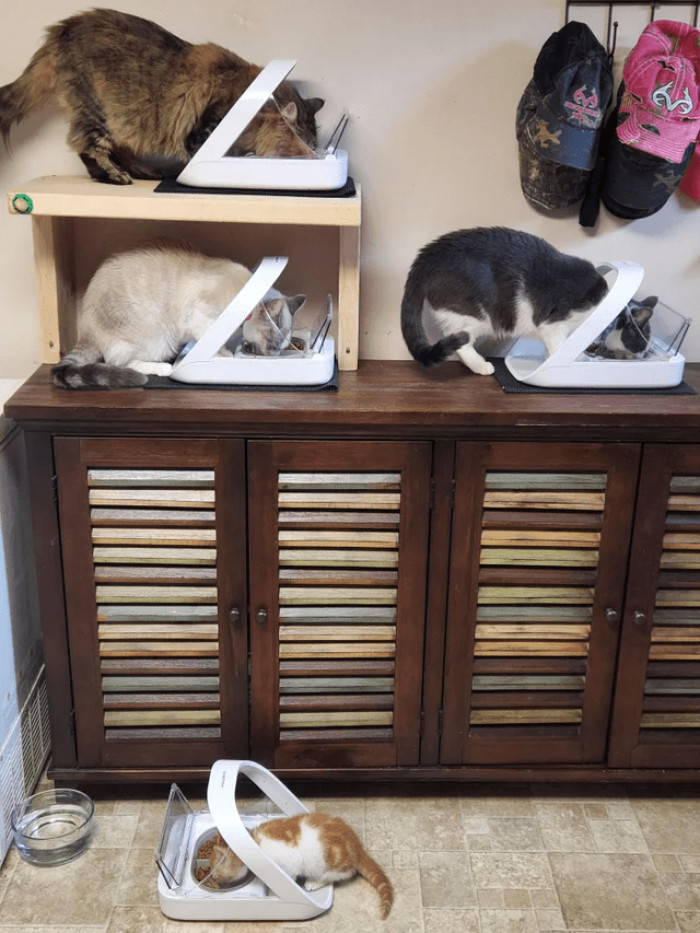 16. Anubis has his own feeder.