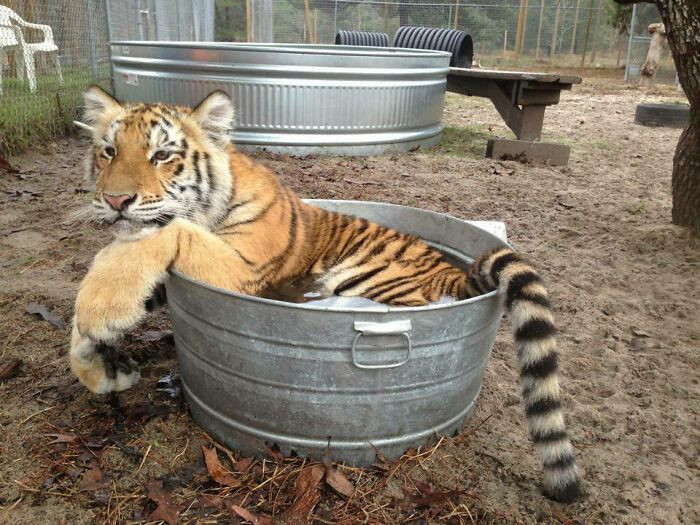 43. If I Fits, I Sits