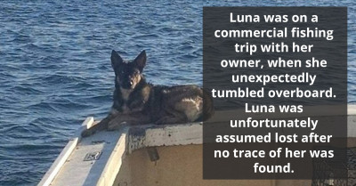 German Shepherd Miraculously Survives Five Weeks In The Pacific Ocean