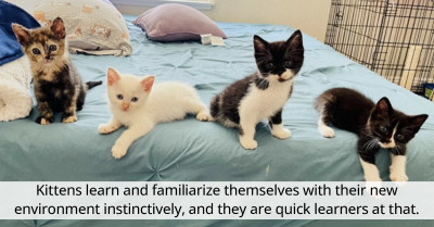 Cute Shelter Kitten Named Sulley Displays Amazing Stunt Skills for Her Rescuer