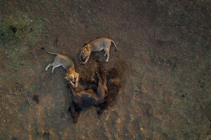 “The Kings” By Igor Altuna