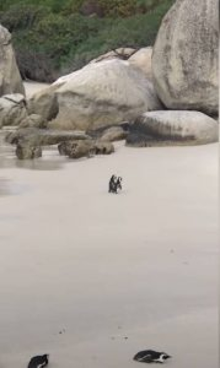 So adorable!