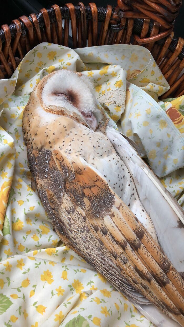 "Found An Owl Lying In My Backyard This Morning (Don’t Worry I Took Him To A Wildlife Rescue Center)"