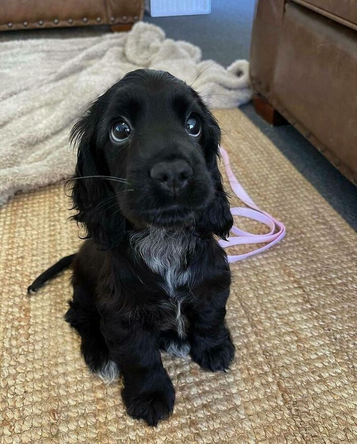 10. This is Lily, and no one does puppy eyes better