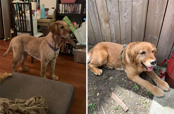 17. Georgia, A 5 Y/O Golden Retriever Rescued From A Puppy Mill Associated With The Dog Meat Trade