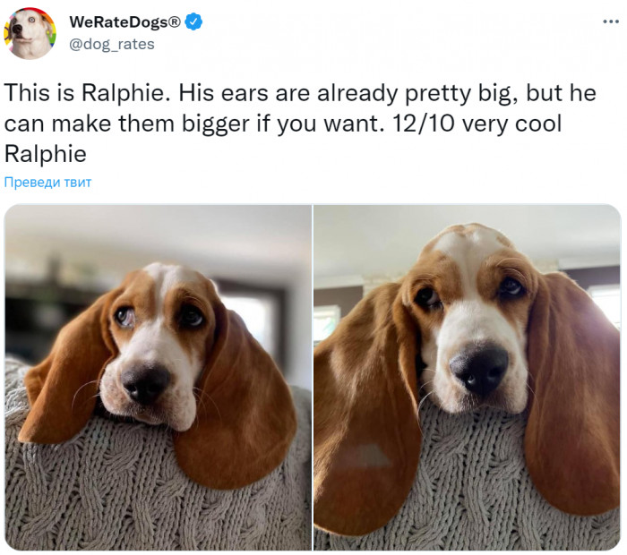 13. Here is the sweetest gentleman with big ears like you have never seen before.