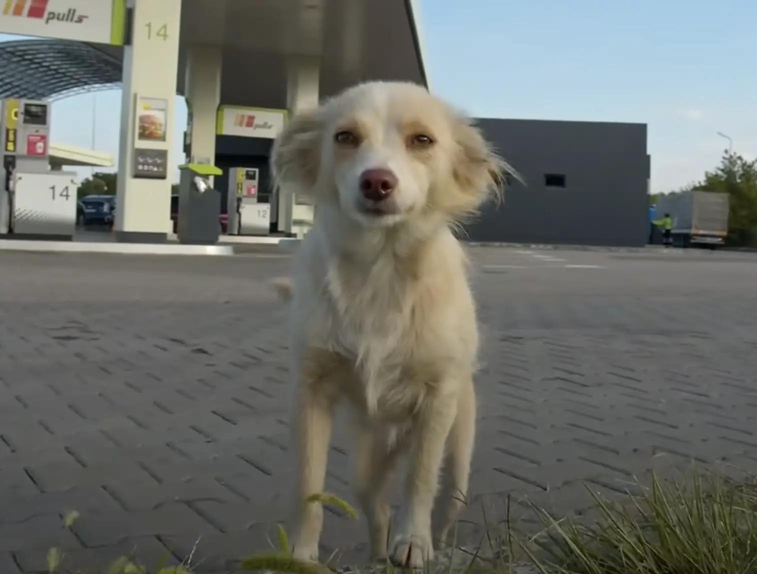 A lonely puppy found near a gas station, craving attention and love from anyone willing to give it.