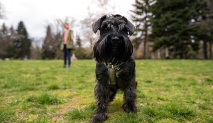 Strong and Cool Black Dog Names