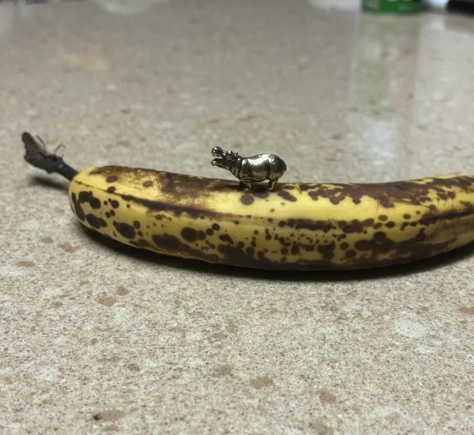 19. “No way, a hippo for ants.”