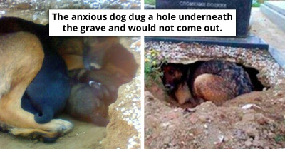 Locals Believe Mother Dog Is Grieving Her Owner As She Dug A Big Hole Close To A Grave, Are Shocked To Find The Real Reason Behind It Are Her Puppies