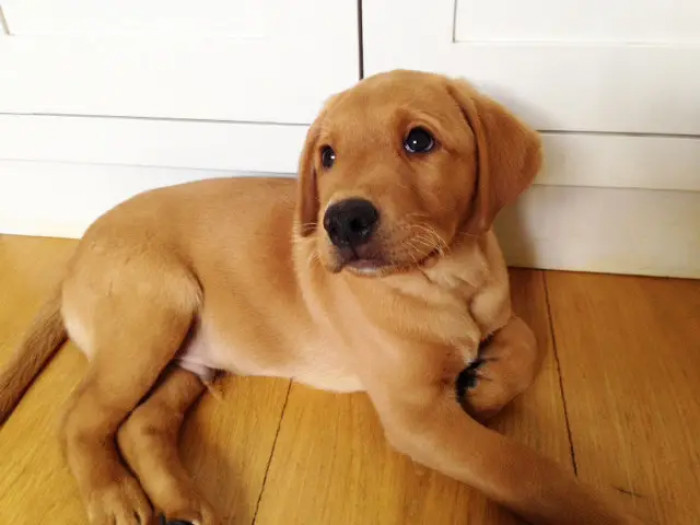 25 Things Every Labrador Dog Owner Can Definitely Relate To
