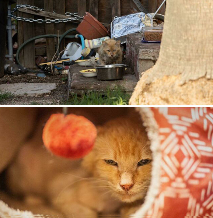 46. Robster Lobster after a month with his foster family