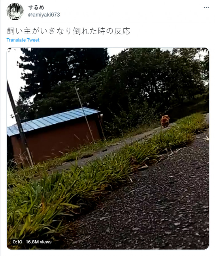 The owner pretended to faint to see what their dog would do, and their pup just left them the hell alone. That has got to hurt.