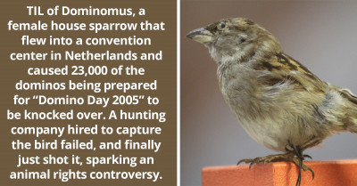 Redditors Learn About House Sparrow That Flew Into Convention Center ln Netherlands And Knocked Over 23,000 Dominos - It Was Killed, Sparking An Animal Rights Controversy