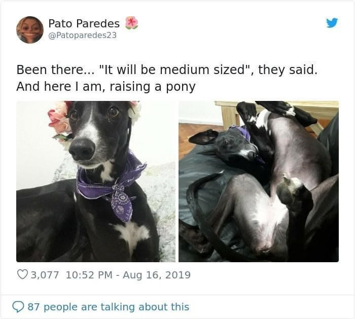 6. You're raising a medium-sized pony then