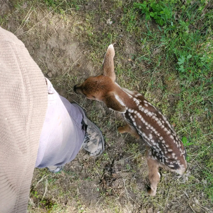 In May 2020, Dawn Rasmussen's husband discovered a baby deer crying like a bleating sheep in their yard