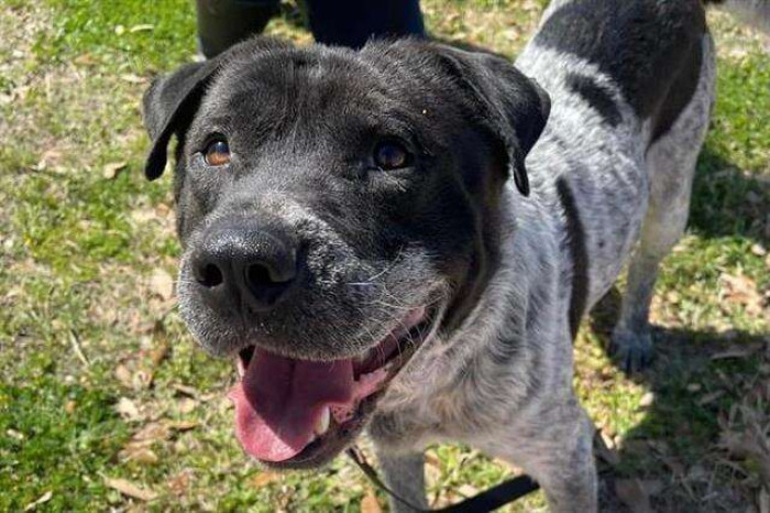 The quirky dog came to the shelter as a stray on Saint Patrick's Day