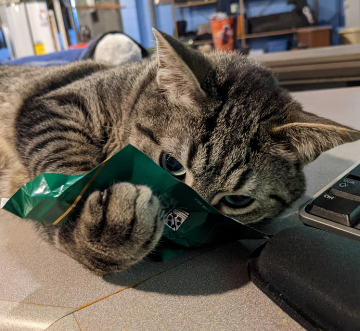 2. Some cats are addicted to boxes. This one's addicted to mint chocolate candy wrappers, apparently...