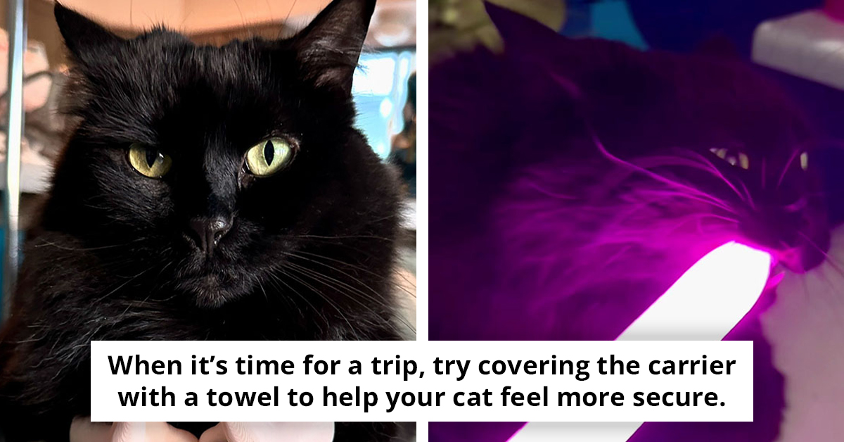 Cat’s Apology Card Goes Viral After Vet Visit Gone Wrong