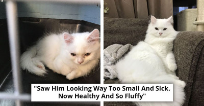 30 Before And After Pics Of Rescue Cats That Have Flourished Since Being Adopted (New Pics)