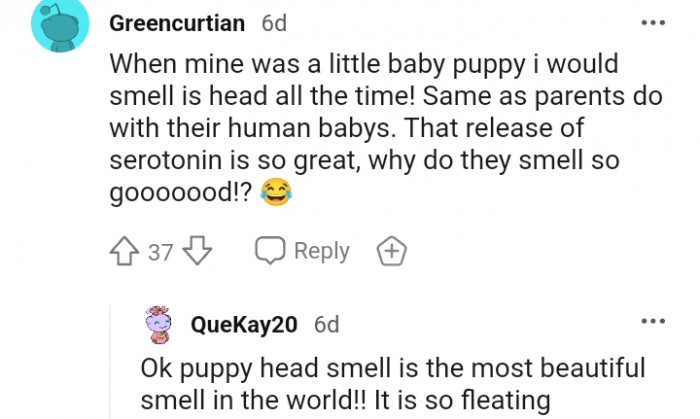 5. This redditor wants to know why dogs smell so good...