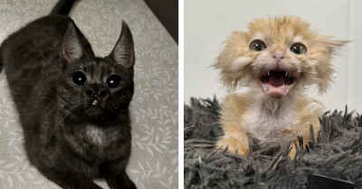 These Cat Photos Are So Strange They Almost Don’t Look Real