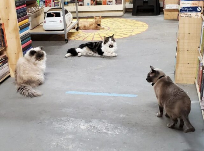 They Will Keep You Company