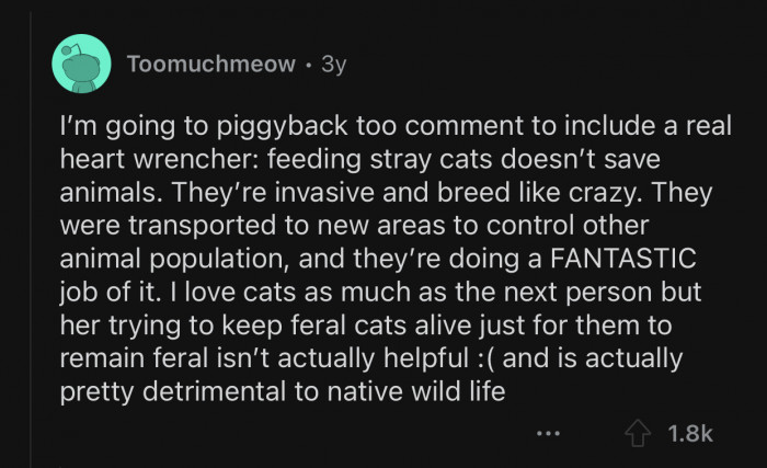 Feeding strays isn't as good as people think.