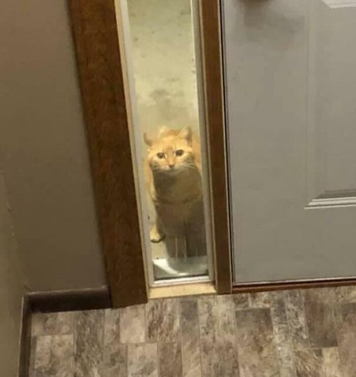 "I Meowed At Our Neighbor’s Cat Once And Now It Regularly Comes Up To Our Door And Just Watches Us Live Our Lives"