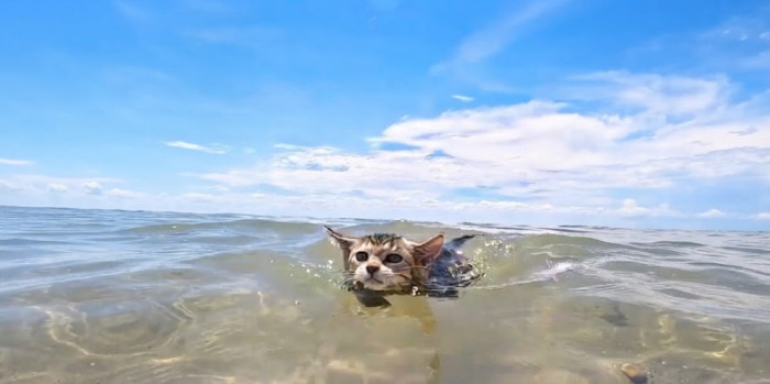 Do Maine Coon kittens like water more than adults?