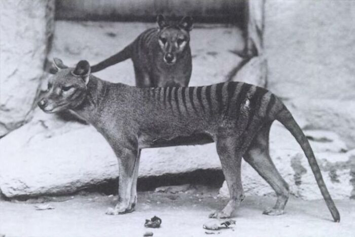 Thylacine - Extinct 1936