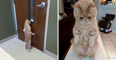24 Cute Cats Who Aren’t Afraid to Stand Up and Demand the Treats and Attention They Know They Deserve