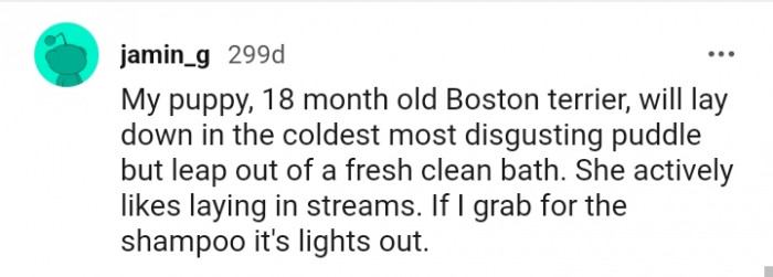 10. My Puppy Likes Laying in Streams