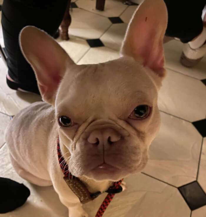 12. “Rescued this little one today! He needs a name! Preferably French…”