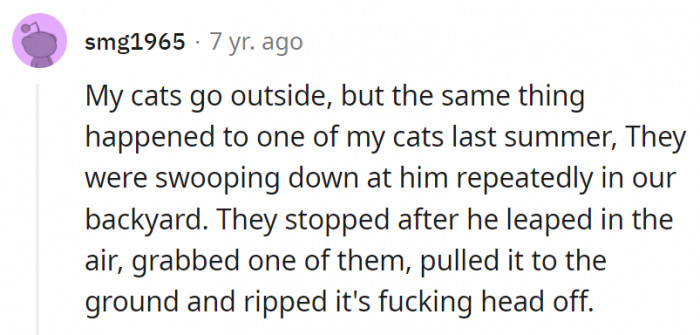 9. This person's cat showed those birds who's the real boss