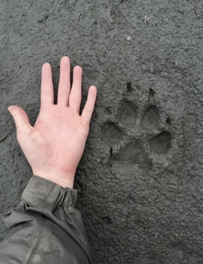 A human hand next to a wolf paw print