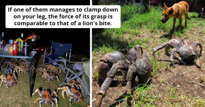 Check Out The Largest Land Crab In The World, Which May Have Been Responsible For Amelia Earhart's Untimely Death