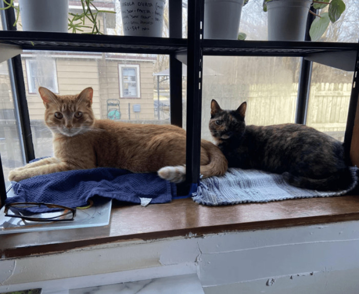 9. "This nowmycat showed up at a coworker’s door one evening. They mentioned the cat and needing to rehome it. My husband is a cat person; I never owned cats. Bob (the orange tabby) came into our life, followed by Squeak (the Tortie)."
