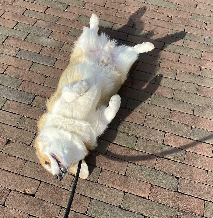 "Thomas Always Malfunctions The Moment We Return Home From A Walk"