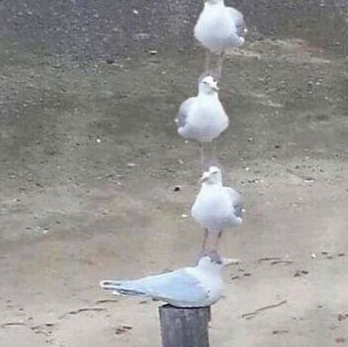 Aqua-colored duck-like bird in a playful “Goodfeathers pigeons, security” moment.