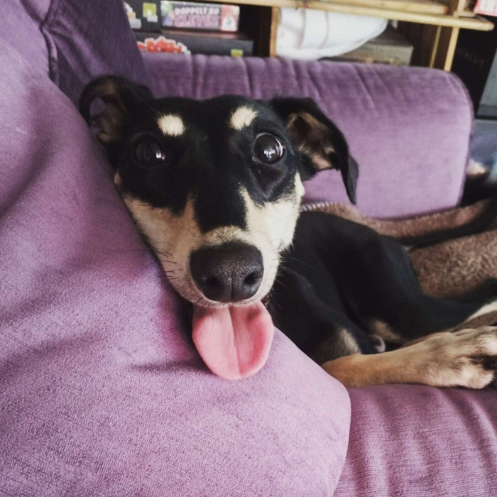 And now she is happy and healthy in her forever home